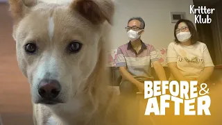 Dog Will Not Allow His Family Around Him | Before & After Makeover Ep 12