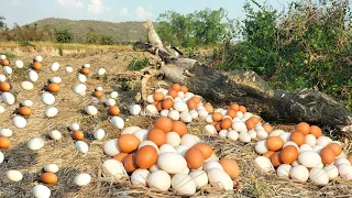 Today Top, expert farmers found many duck eggs at the base of a tree weed