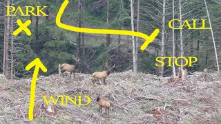 Learn to HUNT ROOSEVELT ELK: Tips from a guide