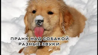 пранк над собакой | проверка на охранника | звуки для собак 🐩💗