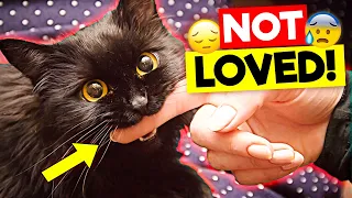This Is Why Your Cat Doesn't Love You and How You Can Change It!