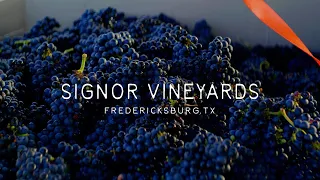 Signor Vineyards - Tannat Harvest 2021