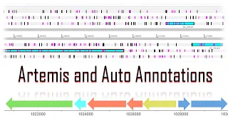 Using Artemis to check gene predictions.