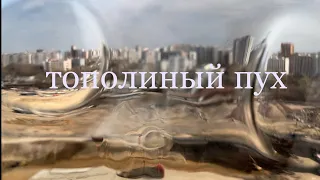 песня «тополиный пух»