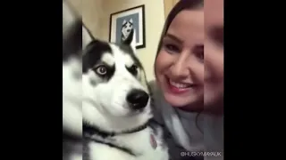 48 Funny And Cute Husky Puppies Compilation #17