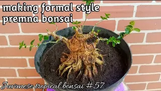 making formal style premna bonsai, #57 @Javanesetropicalbonsai
