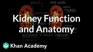 Kidney function and anatomy | Renal system physiology | NCLEX-RN | Khan Academy