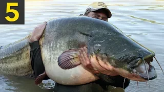 Top 5 BIGGEST FISH Ever Caught