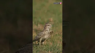 Crested lark #birds #shorts #oman