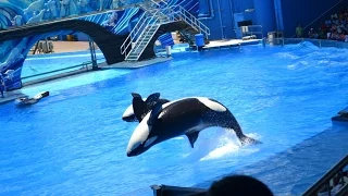 One Ocean 2015 - Shamu Show at SeaWorld Orlando Florida