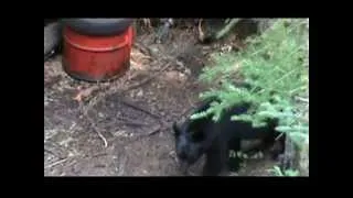 ARROW IMPACT on Bear taken in Ontario Canada with a cross bow