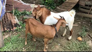 Powerful Boer Ram VS Native Female/ Goat Mating/ Male Goat Accede Female #farmlife #goats #breeding