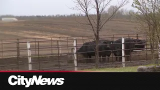 Alberta farmer welcomes rainfall after drought