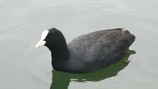 A day at Walthamstow Wetlands