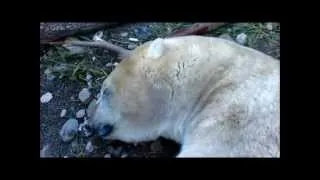 Copenhagen Zoo - Lullaby Bear