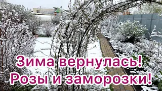 Зима вернулась! На Урале заморозки! Что с розами?