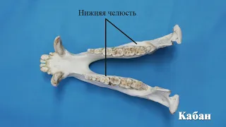 Видеоконсультация Строение скелета черепа млекопитающих