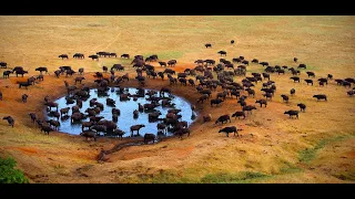 Mundo Selvagem   Planície do Ébano - Zâmbia