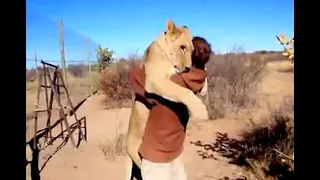 El emotivo abrazo de una leona a su cuidador