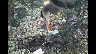 Skagit Audubon presents "A Bird's Eye View: Skagit Land Trust and the March Point Heronry"