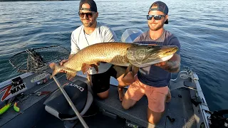 Big St-Lawrence musky 50" trolling #muskyfishing #musky #bigmusky #maskinongé #bigfish