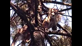 Cloudcroft, NM Lion Hunt