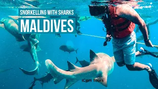 SNORKELLING WITH SHARKS - Maldives Excursion, Corel Garden, Dolphins, Sandbank | Maafushi Day 3