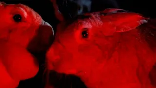 NIGHT OF THE LEPUS (1972) - Music by Jimmie Haskell