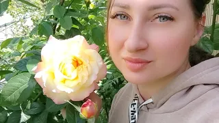 ЛПХ "Розы Бушес". Ксения🌹🌹🌹 Занимаемся выращиванием саженцев роз и др. растений 😍Сайт rosebushes.ru