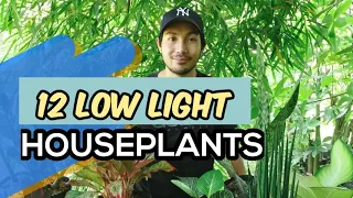 LOW LIGHT HOUSEPLANTS | PLANTS THAT CAN THRIVE IN LOW LIGHT