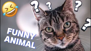 Compilation Funny Animal Videos 71 I 🤣Best Funniest Cats And Dogs