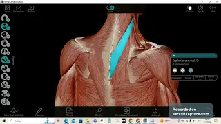 Musculos de la espalda planos superficial, medio y profundo