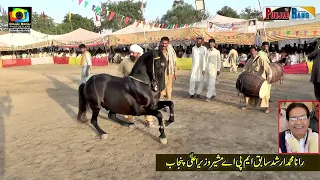 Shero l Gopera l Horse Dance 30 September 2023 l Mehmood Pura Chak No 1 Nankana