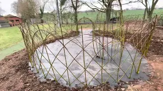 Living Willow Structure