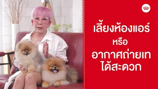 ปอมเมอเรเนียน เจ้าตัวฟู ช่างประจบ