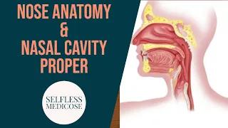 NOSE ANATOMY in detail, part 1 external nose and nasal cavity