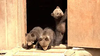 THE FIRST WALK OF THE BEAR CUBS FROM THE “DEN-HOUSE”