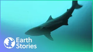 The Island Refuge With 14 Species of Sharks | Earth Stories