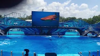 SeaWorld Orlando orca encounter 8/14/2023