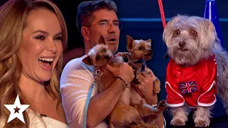 OOPS! When Animal Auditions Go Wrong! | Got Talent Global