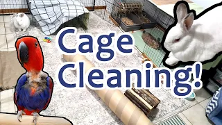 Rabbit and Parrot CAGE CLEANING TIMELAPSE