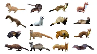 Species of Mustela Genus Weasels | Types of Weasels #weasel #stoat