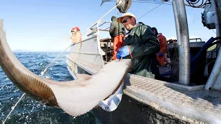 Amazing Fastest Giant Halibut Fishing longline on the sea Halibut Fillet Processing Skills #03