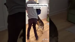 German Shepherd protecting kid from intruder!!! (MUST WATCH)