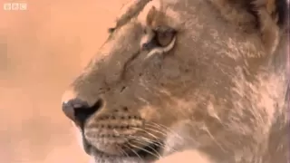 Lioness vs Cheetah - Big Cat Diary - BBC