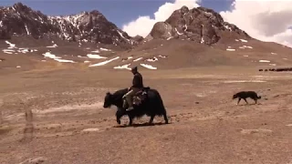 Яки и овцы кыргызов Восточного Памира, Таджикистан, 4200 метров над уровнем моря.