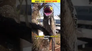 Meet Potoo the ghost bird #animals #shorts