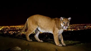 Nature: The Story of Cats, Into the Americas PREVIEW