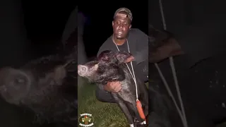 Wild boars captured and tied.