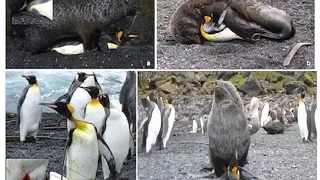 Shocking vedio which revealed that seals ARE having sex with penguins